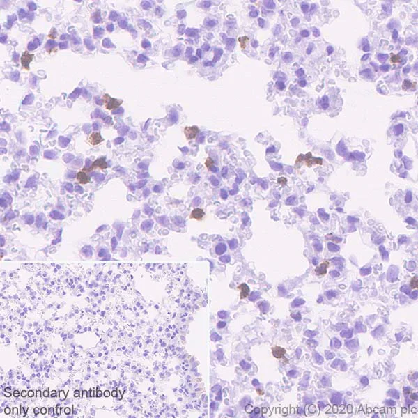 Immunohistochemistry (Formalin/PFA-fixed paraffin-embedded sections) - Anti-PR3 antibody [EPR23253-35] - BSA and Azide free (AB270610)