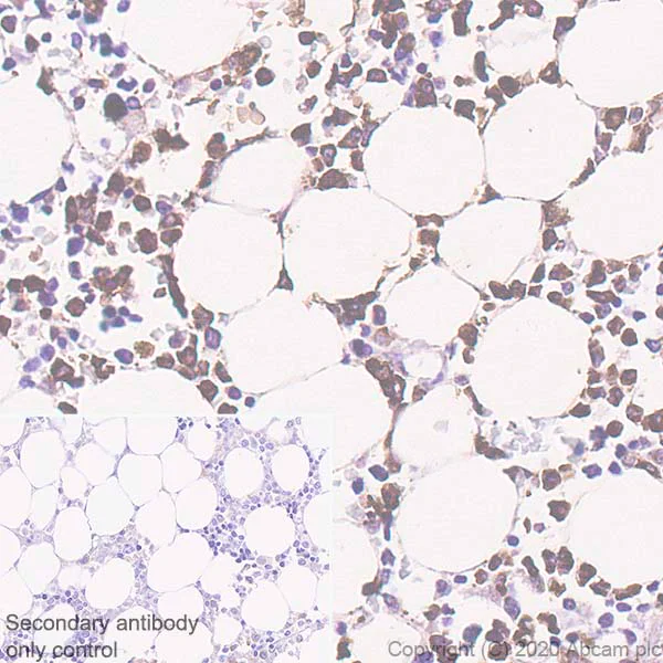 Immunohistochemistry (Formalin/PFA-fixed paraffin-embedded sections) - Anti-PR3 antibody [EPR23253-35] - BSA and Azide free (AB270610)