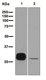 Western blot - Anti-PR3 antibody [EPR6277] (AB133613)