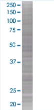 PR3 overexpression 293T lysate (whole cell)