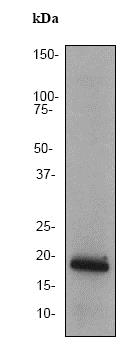 Western blot - Anti-PRA1 antibody [EPR1747Y] (AB76413), expandable thumbnail
