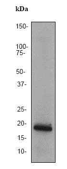 Western blot - Anti-PRA1 antibody [EPR1747Y] (AB76413)