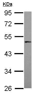 Western blot - Anti-PRAK/MK5 antibody (AB228617)