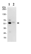 Immunoprecipitation - Anti-PRAK/MK5 antibody (AB93800)