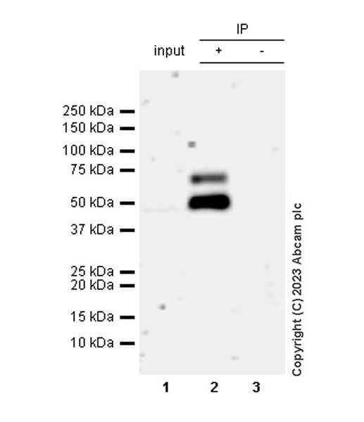 Immunoprecipitation - Anti-PRAK/MK5 antibody [EPR26844-237] (AB309533), expandable thumbnail
