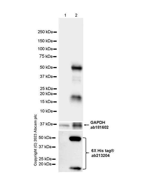 Western blot - Anti-PRAK/MK5 antibody [EPR26844-237] (AB309533)