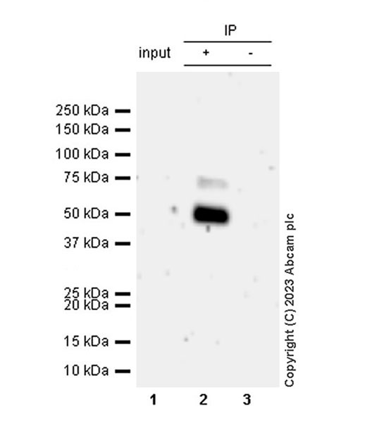 Immunoprecipitation - Anti-PRAK/MK5 antibody [EPR26844-237] - BSA and Azide free (AB309534)