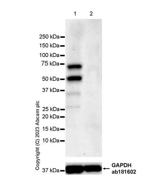 Western blot - Anti-PRAK/MK5 antibody [EPR26844-237] - BSA and Azide free (AB309534)