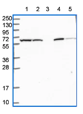 Western blot - Anti-PRAM1 antibody (AB151092)