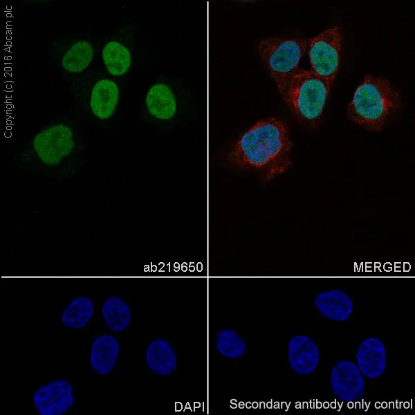Immunocytochemistry/ Immunofluorescence - Anti-PRAME antibody [EPR20330] (AB219650)