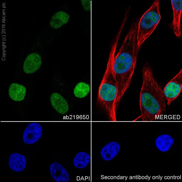 Immunocytochemistry/ Immunofluorescence - Anti-PRAME antibody [EPR20330] (AB219650)