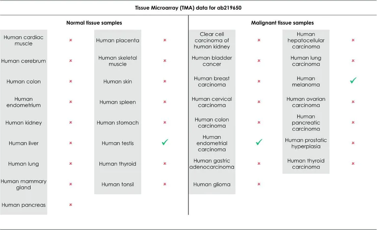 Immunohistochemistry (Formalin/PFA-fixed paraffin-embedded sections) - Anti-PRAME antibody [EPR20330] (AB219650)