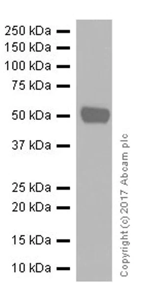 Western blot - Anti-PRAME antibody [EPR20330] (AB219650)
