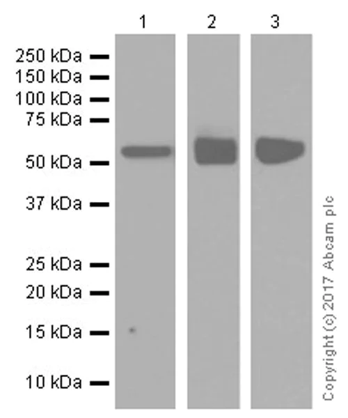 Western blot - Anti-PRAME antibody [EPR20330] (AB219650)