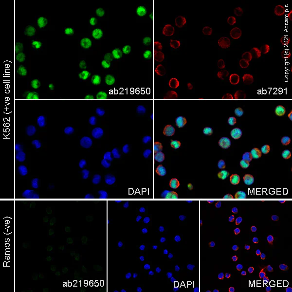 Immunocytochemistry/ Immunofluorescence - Anti-PRAME antibody [EPR20330] - BSA and Azide free (AB232571)