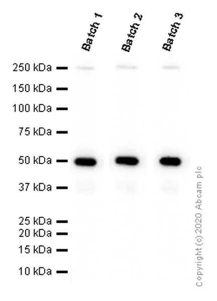 Western blot - Anti-PRAME antibody [EPR20330] - BSA and Azide free (AB232571)