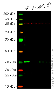 Western blot - Anti-PRAS40 antibody [EPR6262] - BSA and Azide free (AB248707), expandable thumbnail