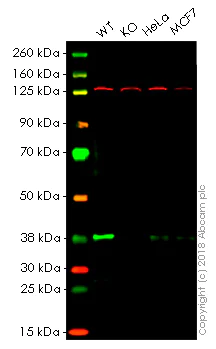 Western blot - Anti-PRAS40 antibody [EPR6262] - BSA and Azide free (AB248707)