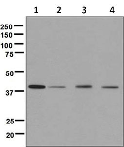 Western blot - Anti-PRAS40 antibody [EPR6262] - BSA and Azide free (AB248707), expandable thumbnail