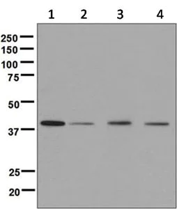 Western blot - Anti-PRAS40 antibody [EPR6262] - BSA and Azide free (AB248707)