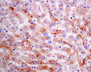 Immunohistochemistry (Formalin/PFA-fixed paraffin-embedded sections) - Anti-PRAS40 antibody [EPR6263(2)] - BSA and Azide free (AB249037)