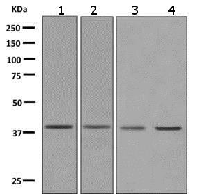 Western blot - Anti-PRAS40 antibody [EPR6263(2)] - BSA and Azide free (AB249037), expandable thumbnail