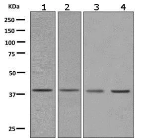 Western blot - Anti-PRAS40 antibody [EPR6263(2)] - BSA and Azide free (AB249037)