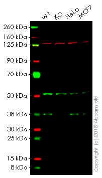 Western blot - Anti-PRAS40 antibody [EPR6263(2)] - BSA and Azide free (AB249037), expandable thumbnail