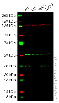 Western blot - Anti-PRAS40 antibody [EPR6263(2)] - BSA and Azide free (AB249037)