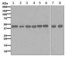 Western blot - Anti-PRAS40 antibody [EPR6402] (AB133584), expandable thumbnail