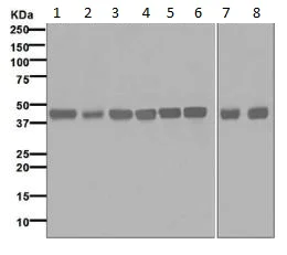 Western blot - Anti-PRAS40 antibody [EPR6402] (AB133584)