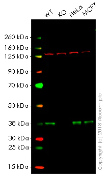 Western blot - Anti-PRAS40 antibody [EPR6402] - BSA and Azide free (AB248564)