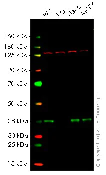 Western blot - Anti-PRAS40 antibody [EPR6402] - BSA and Azide free (AB248564)