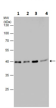 Western blot - Anti-PRAS40 (phospho S183) antibody (AB226994), expandable thumbnail