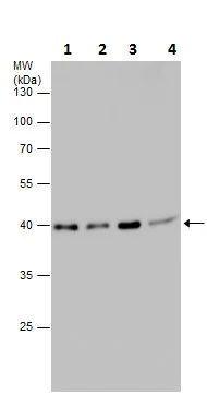 Western blot - Anti-PRAS40 (phospho S183) antibody (AB226994)