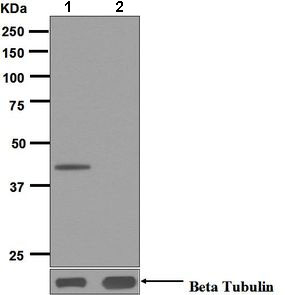 Western blot - Anti-PRAS40 (phospho T246) antibody [EPR6262-107] (AB134084)