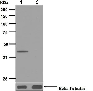 Western blot - Anti-PRAS40 (phospho T246) antibody [EPR6262-107] - BSA and Azide free (AB248676)
