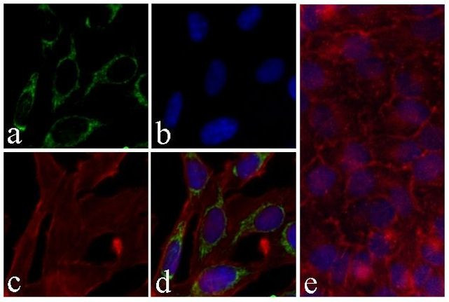 Immunocytochemistry/ Immunofluorescence - Anti-PRAS40 (phospho T246) antibody [RP23040013] (AB308042), expandable thumbnail
