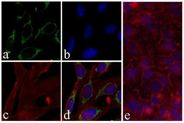 Immunocytochemistry/ Immunofluorescence - Anti-PRAS40 (phospho T246) antibody [RP23040013] (AB308042)