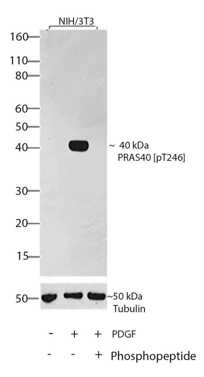 Western blot - Anti-PRAS40 (phospho T246) antibody [RP23040013] (AB308042)