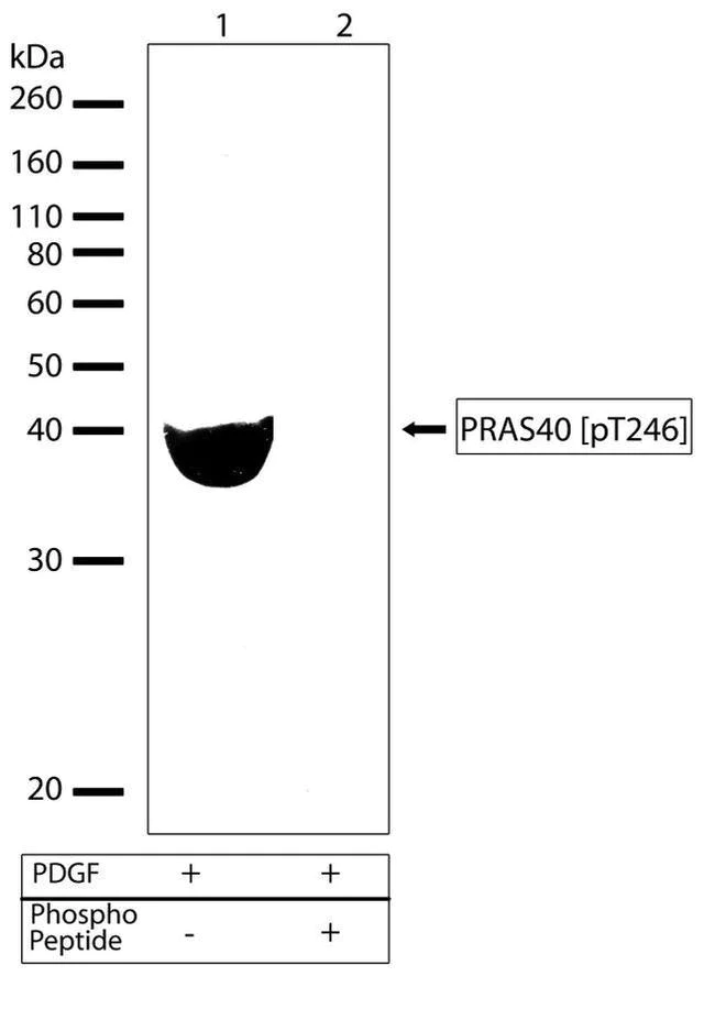 Western blot - Anti-PRAS40 (phospho T246) antibody [RP23040013] (AB308042)