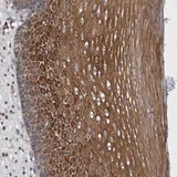 Immunohistochemistry (Formalin/PFA-fixed paraffin-embedded sections) - Anti-PRAX-1 antibody (AB121856)