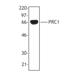 Western blot - Anti-PRC1 antibody [6G2] (AB39069)