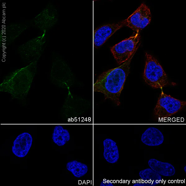 Immunocytochemistry/ Immunofluorescence - Anti-PRC1 antibody [EP1513Y] - BSA and Azide free (AB238427)