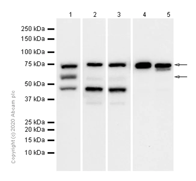 Western blot - Anti-PRC1 antibody [EP1513Y] - BSA and Azide free (AB238427)