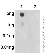 Dot Blot - Anti-PRC1 (phospho T481) antibody [EP1514Y] (AB62366)