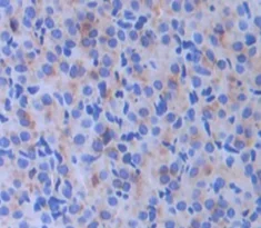 Immunohistochemistry (Formalin/PFA-fixed paraffin-embedded sections) - Anti-PRCP antibody (AB231526)