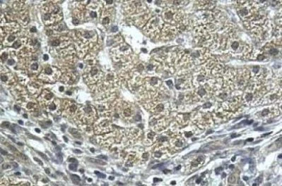 Immunohistochemistry (Formalin/PFA-fixed paraffin-embedded sections) - Anti-PRD antibody (AB111851)