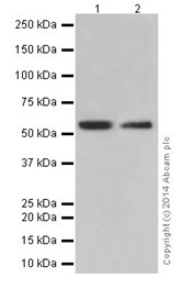 Western blot - Anti-PRD antibody [EPR16959] (AB197890), expandable thumbnail