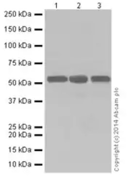 Western blot - Anti-PRD antibody [EPR16959] (AB197890), expandable thumbnail